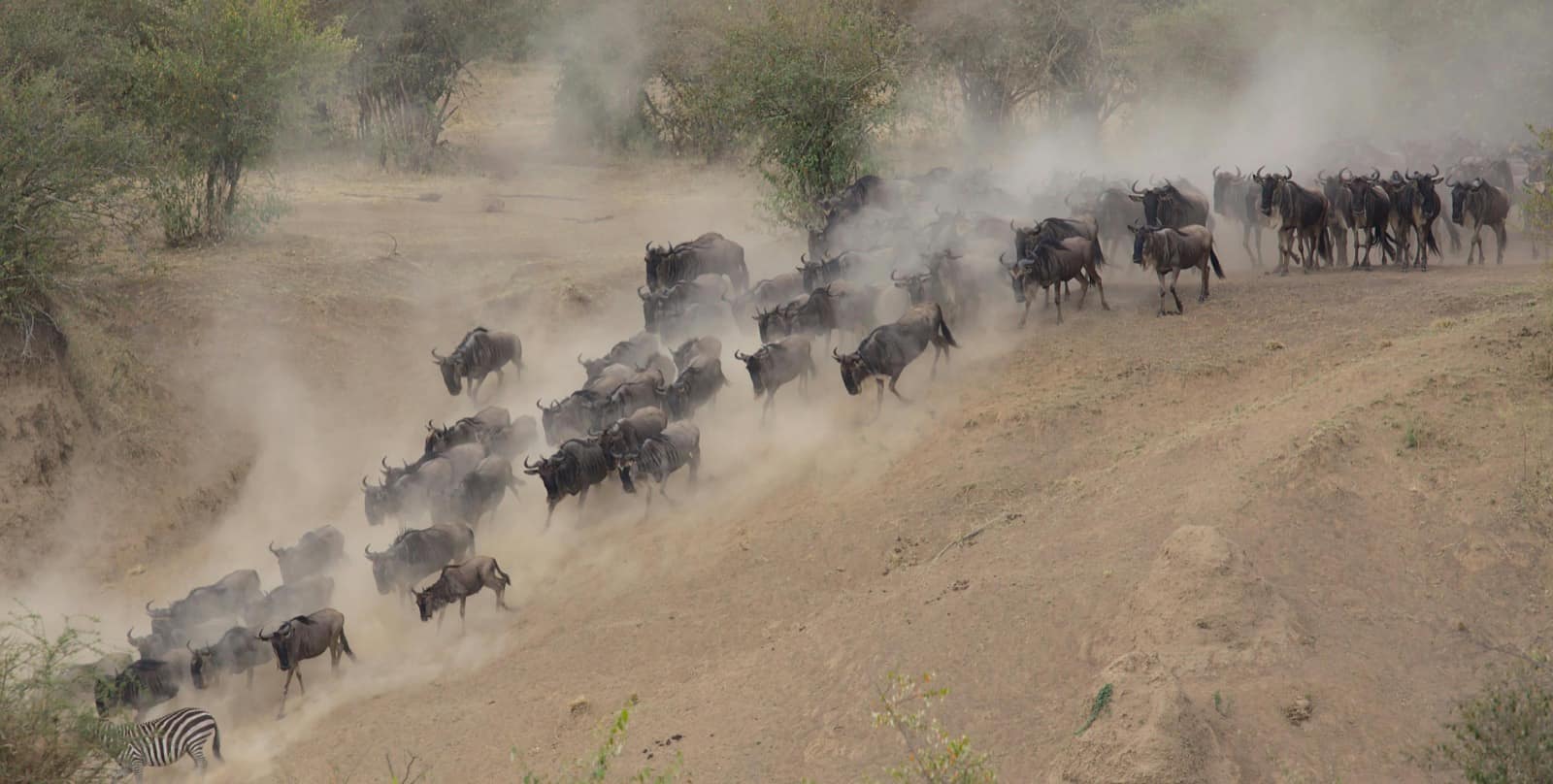 Wildebeest crossing the Mara River in the northern Serengeti, Tanzania