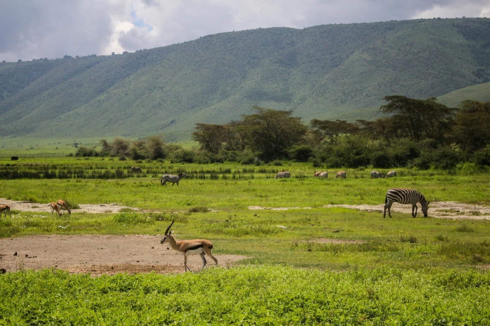 Zebra and gazelle on the floor of Ngorongoro Crater, Tanzania
