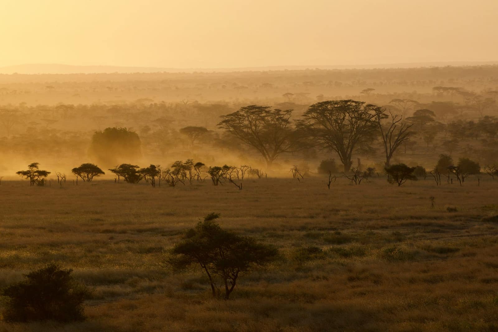 Serengeti plains at golden hour, Tanzania, private guided safari with Saleh Safaris