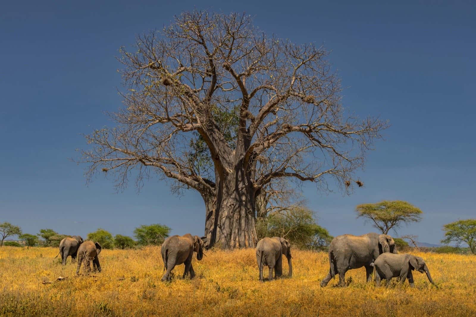 Elephant herd passing a giant baobab tree in Tarangire National Park, Tanzania