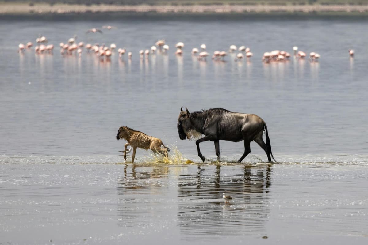 Newborn wildebeest calf running alongside its mother through Lake Ndutu during calving season, Tanzania